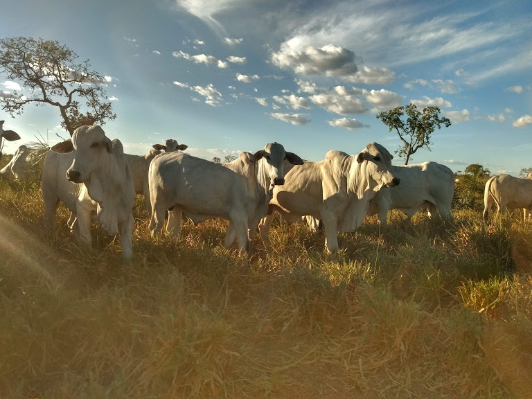 Agriboi Comércio e Representações
