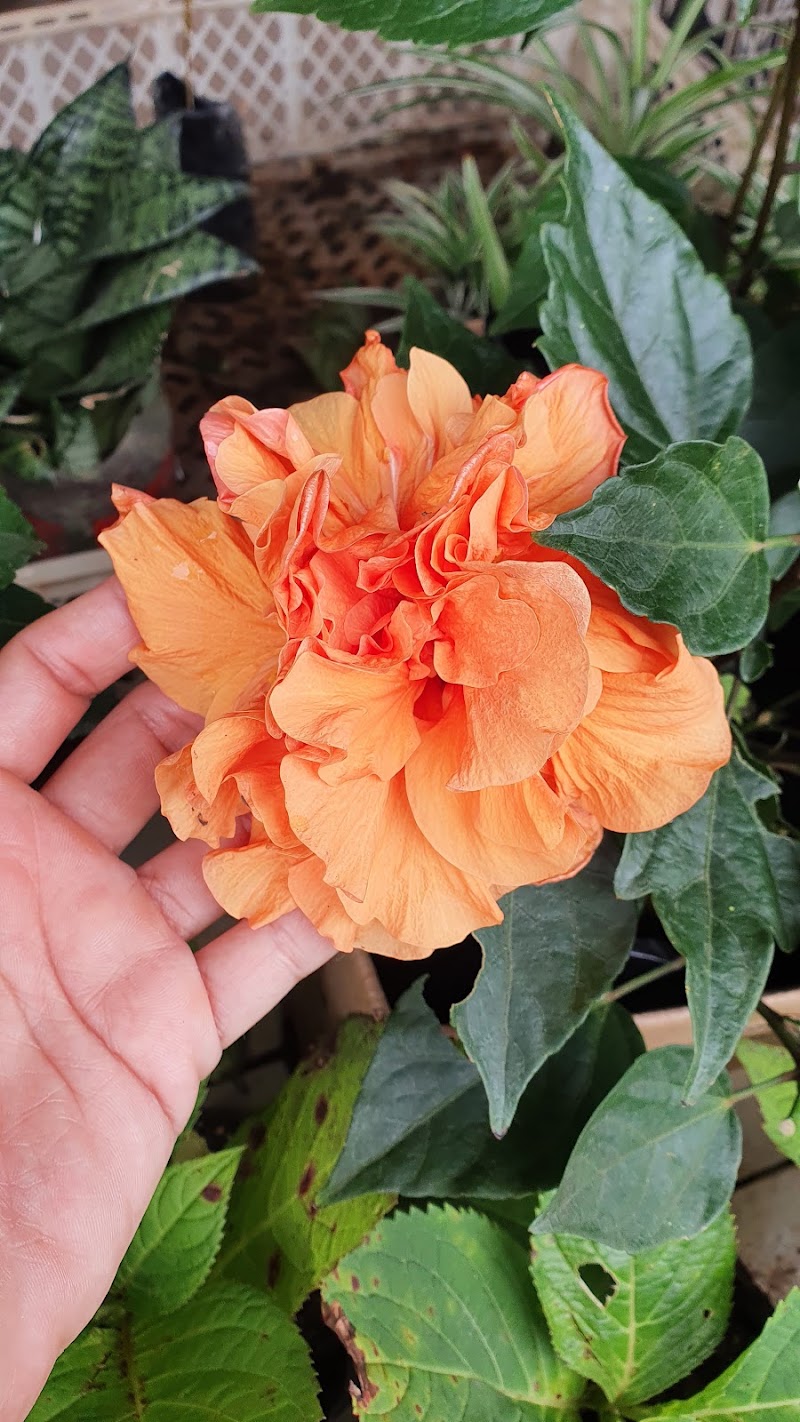 Floricultura da Luiza